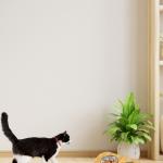 Bowls/Feeders