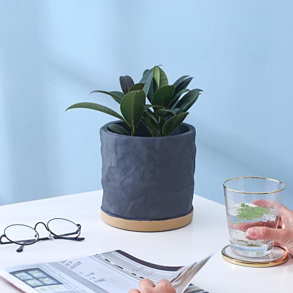 Indoor Cement Flowerpot