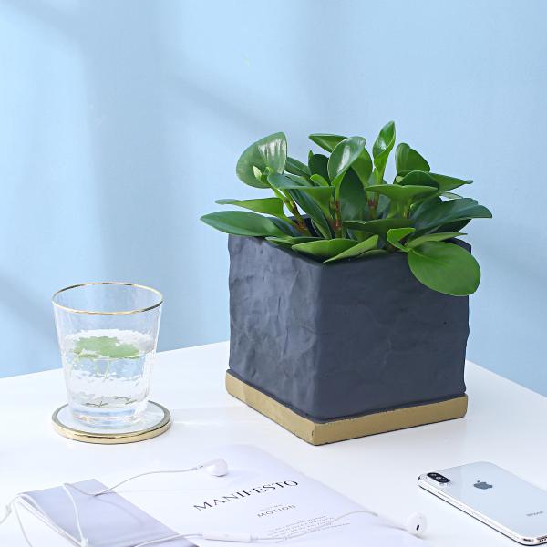 Cement Indoor Flowerpot