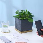 Cement Indoor Flowerpot