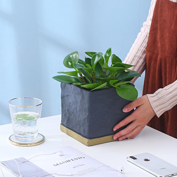 Cement Indoor Flowerpot