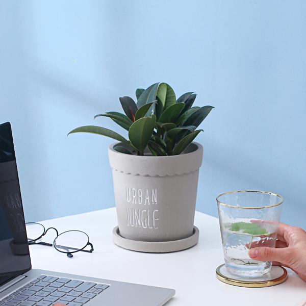 Cement Flowerpot With Tray