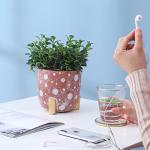 Indoor Cement Flowerpot