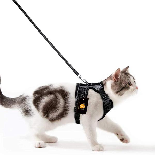 Collars/Harness/Leashes/Leads